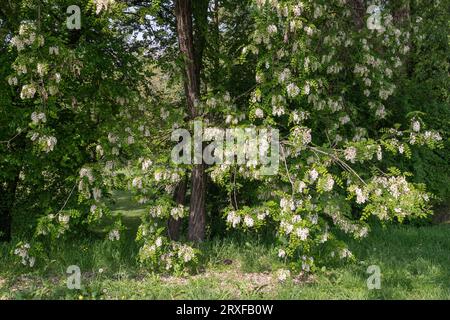 Blühende Robinia pseudoacacia (schwarze Heuschrecke oder falsche Akazie), Laubbaum der Leguminosen-Familie Fabaceae, mit weißen Blüten im Frühjahr, Italien Stockfoto