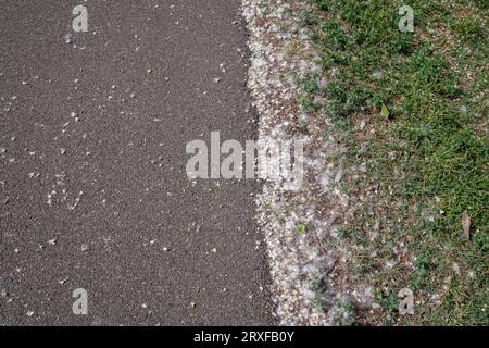 Hochwinkelansicht der Seite einer Asphaltstraße, die im Frühjahr mit Pappel (Populus) oder Pappelbaumwolle bedeckt ist, Italien Stockfoto