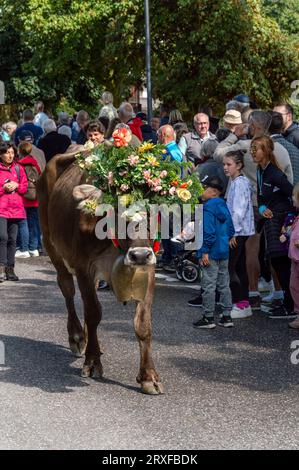 Geschmückte Kuhparade beim Almabtrieb in Südtirol Stockfoto