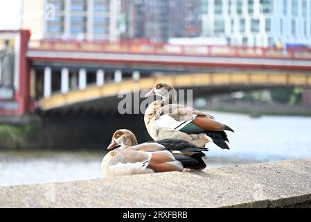 Diese blassbraune und graue Gänse ist mit der Regducke verwandt und hat markante dunkelbraune Augenflecken und kontrastierende weiße Flügelflecken im Flug. Es wurde als Zierwildgeflügelart eingeführt und ist in die Wildnis geflohen und brütet nun erfolgreich in einer Wildnis. Stockfoto