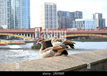 Diese blassbraune und graue Gänse ist mit der Regducke verwandt und hat markante dunkelbraune Augenflecken und kontrastierende weiße Flügelflecken im Flug. Es wurde als Zierwildgeflügelart eingeführt und ist in die Wildnis geflohen und brütet nun erfolgreich in einer Wildnis. Stockfoto