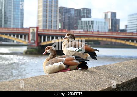 Diese blassbraune und graue Gänse ist mit der Regducke verwandt und hat markante dunkelbraune Augenflecken und kontrastierende weiße Flügelflecken im Flug. Es wurde als Zierwildgeflügelart eingeführt und ist in die Wildnis geflohen und brütet nun erfolgreich in einer Wildnis. Stockfoto