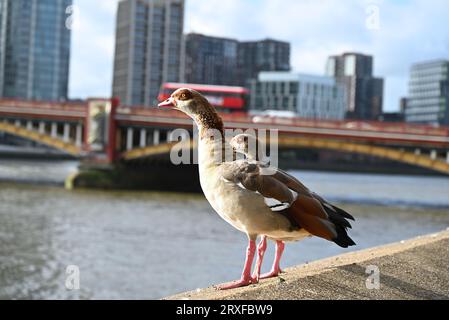 Diese blassbraune und graue Gänse ist mit der Regducke verwandt und hat markante dunkelbraune Augenflecken und kontrastierende weiße Flügelflecken im Flug. Es wurde als Zierwildgeflügelart eingeführt und ist in die Wildnis geflohen und brütet nun erfolgreich in einer Wildnis. Stockfoto