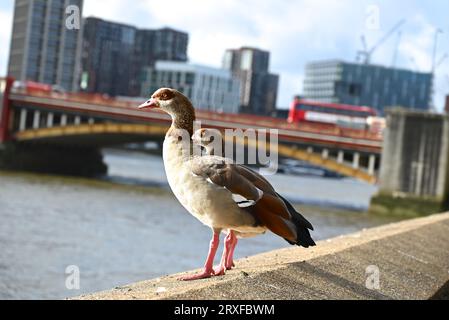 Diese blassbraune und graue Gänse ist mit der Regducke verwandt und hat markante dunkelbraune Augenflecken und kontrastierende weiße Flügelflecken im Flug. Es wurde als Zierwildgeflügelart eingeführt und ist in die Wildnis geflohen und brütet nun erfolgreich in einer Wildnis. Stockfoto