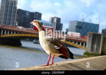 Diese blassbraune und graue Gänse ist mit der Regducke verwandt und hat markante dunkelbraune Augenflecken und kontrastierende weiße Flügelflecken im Flug. Es wurde als Zierwildgeflügelart eingeführt und ist in die Wildnis geflohen und brütet nun erfolgreich in einer Wildnis. Stockfoto