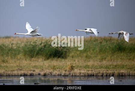 (230925) -- HOHHOT, 25. September 2023 (Xinhua) -- Mute Schwäne und Jungvögel fliegen über dem Ulan-Suhai-See in Bayannur, Nordchinas Autonome Region Innere Mongolei, 24. September 2023. Der Ulan Suhai Lake, auch bekannt als Wuliangsu Lake, liegt am Scheitelpunkt der mäandernden Biegungen des Yellow River und ist das größte Feuchtgebiet des Yellow River Basin. Durch kontinuierliche Bemühungen um integrierten Schutz und systematisches Management wurde die ökologische Umgebung des Ulan-Suhai-Sees in den letzten Jahren erheblich verbessert.der Ulan-Suhai-See ist heute Heimat verschiedener Zugvogelarten. Es dient auch einem Stockfoto