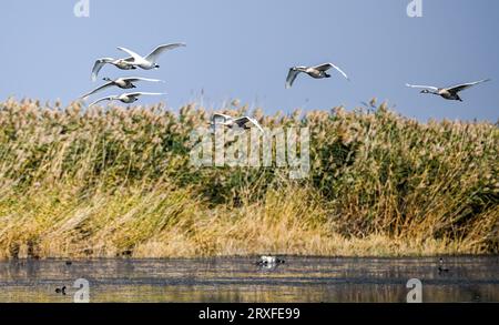 (230925) -- HOHHOT, 25. September 2023 (Xinhua) -- Mute Schwäne und Jungvögel fliegen über dem Ulan-Suhai-See in Bayannur, Nordchinas Autonome Region Innere Mongolei, 24. September 2023. Der Ulan Suhai Lake, auch bekannt als Wuliangsu Lake, liegt am Scheitelpunkt der mäandernden Biegungen des Yellow River und ist das größte Feuchtgebiet des Yellow River Basin. Durch kontinuierliche Bemühungen um integrierten Schutz und systematisches Management wurde die ökologische Umgebung des Ulan-Suhai-Sees in den letzten Jahren erheblich verbessert.der Ulan-Suhai-See ist heute Heimat verschiedener Zugvogelarten. Es dient auch einem Stockfoto