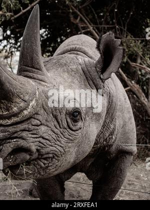 Spitzmaul-Nashorn Stockfoto