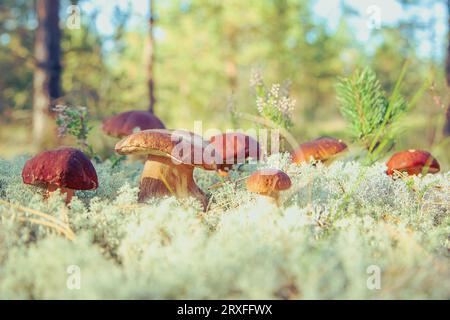 Pilze Boletus edulis bei Rentiermoos-Nahaufnahme. Sonniger Tag im Wald. Natürlicher Hintergrund. Waldessbare Pilze. Selektiver Fokus. Stockfoto