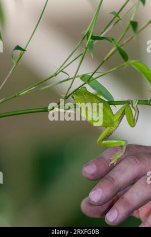 American Green Treefrog, hyla cinerea, im Gary Carter's in McLeansville, NC. Stockfoto