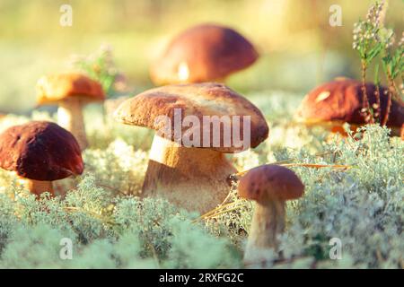 Boletus edulis und Aspen boletus bei Rentiermoos-Nahaufnahme. Sonniger Tag im Wald. Natürlicher Hintergrund. Waldessbare Pilze. Selektiver Fokus. Stockfoto
