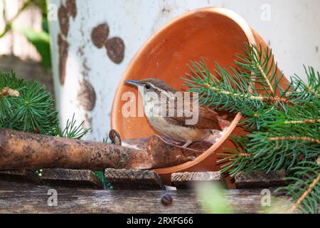 Carolina Wren, Thryothorus ludovicianus, im Garten von McLeansville, NC. Stockfoto