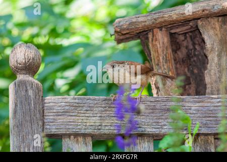 Carolina Wren, Thryothorus ludovicianus, im Garten von McLeansville, NC. Stockfoto