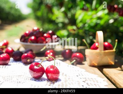 Stillleben mit Kirschen auf einer Spitzenserviette Stockfoto