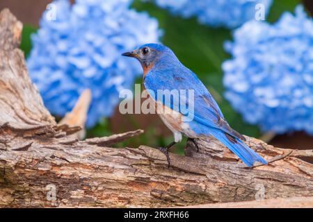 Eastern Bluebird, Sialia sialis, in Mcleansville, NC. Stockfoto