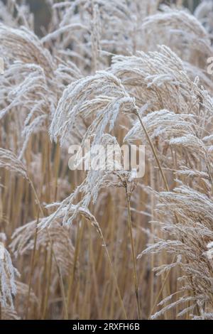 Miscanthus sinensis Ferner Osten, Ziergras, japanisches Silbergras, chinesisches Silbergras, flaumenartige Blütenpeitschen Stockfoto