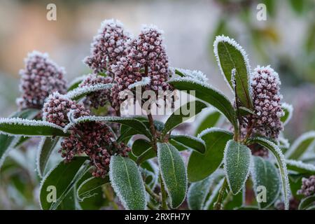 Skimmia japonica Rubella, Japanische Skimmia Rubella, Mitte des Winters rote Knospen mit Frost-/Eiskristallen beschichtet Stockfoto
