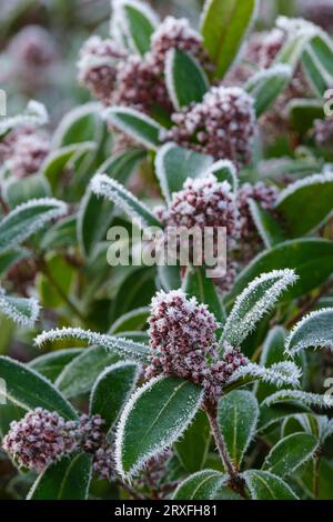 Skimmia japonica Rubella, Japanische Skimmia Rubella, Mitte des Winters rote Knospen mit Frost-/Eiskristallen beschichtet Stockfoto