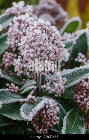 Skimmia japonica Rubella, Japanische Skimmia Rubella, Mitte des Winters rote Knospen mit Frost-/Eiskristallen beschichtet Stockfoto