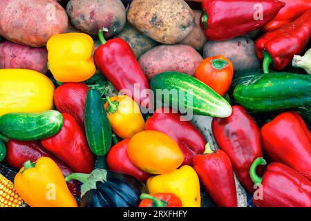 Viele verschiedene Gemüsesorten. Ernte von Gemüse. Konzeptprodukte für eine gesunde Ernährung. Gesunde Lebensmittel. Gemüse in einem Korb. Herbststil Stockfoto