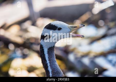 Jardine d'acclimatation, Nahaufnahme der Barkopfgans ist eine Gans, die in Zentralasien in Kolonien von Tausenden in der Nähe von Bergseen brütet Stockfoto