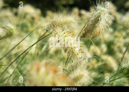 Jardine d’acclimatation, Frankreich, Pennisetum villosum ist eine Art blühender Pflanze in der Grasfamilie Poaceae, gebräuchlicher Name Federgras Stockfoto