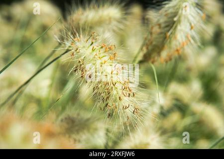 Jardine d’acclimatation, Frankreich, Pennisetum villosum ist eine Art blühender Pflanze in der Grasfamilie Poaceae, gebräuchlicher Name Federgras Stockfoto