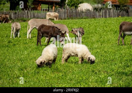 Rinderherde auf einem Ackerland, Almabtrieb in Südtirol, Meransen, Südtirol Stockfoto