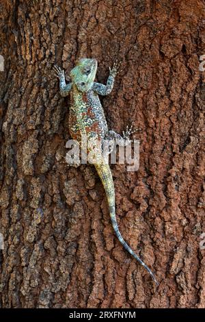 Südliches Baumagama (Acanthocercus atricollis), Kruger-Nationalpark, Südafrika Stockfoto