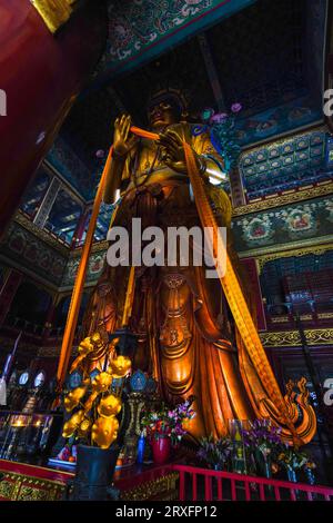 Peking – China, 27. Februar 2023: Die 18 m hohe Statue von Maitreya Bodhisattva, die im Wanfo-Pavillon des Yonghe-Tempels in Peking aufbewahrt wird. Stockfoto