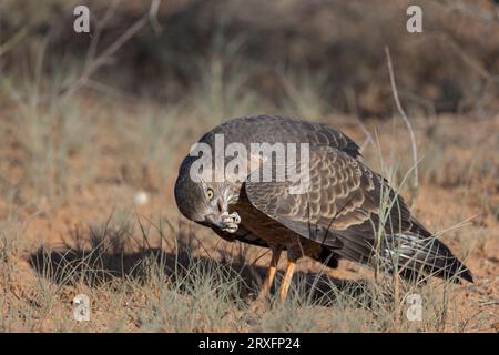 Juvenile blasse Goshawk (Melierax canorus) essen junge Puffadder, Kgalagadi transfrontier Park, Nordkap, Südafrika Stockfoto