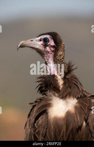 Kapuzengeier (Necrosyrtes monachus), Zimanga Wildreservat, KwaZulu-Natal, Südafrika Stockfoto