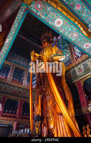 Peking – China, 27. Februar 2023: Die 18 m hohe Statue von Maitreya Bodhisattva, die im Wanfo-Pavillon des Yonghe-Tempels in Peking aufbewahrt wird. Stockfoto