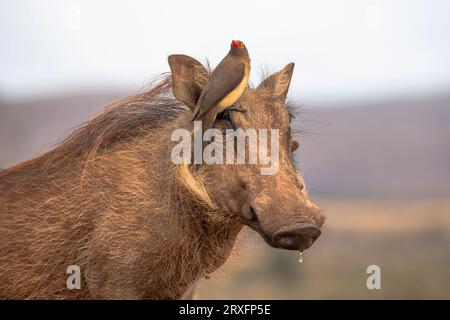 Rotschnabelochsen (Buphagus erythrorynchus) auf Warzenschwein (Phacochoerus africanus), Zimanga-Wildreservat, Südafrika Stockfoto