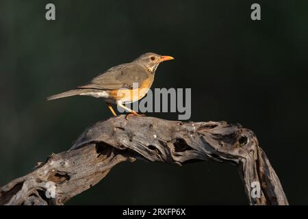 Kurrichane Soor (Turdus libonyana), Wildreservat Zimanga. KwaZulu-Natal, Südafrika Stockfoto