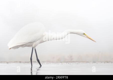 Großeier (Ardea alba), Zimanga Wildreservat, KwaZulu Natal, Südafrika Stockfoto
