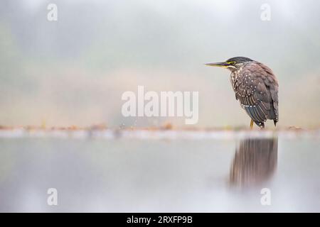 Streifenreiher (Butorides striata), Zimanga Game Reserve, KwaZulu-Natal, Südafrika Stockfoto