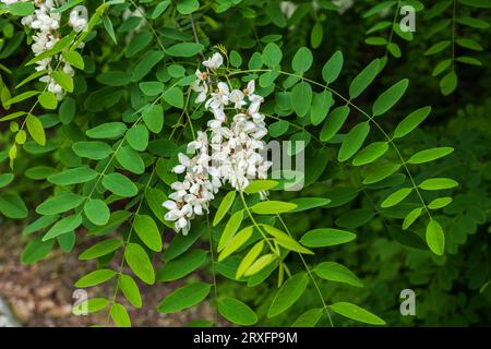 Weiße Blüten und Blätter der Robinia pseudoacacia, auch falsche Akazie oder schwarze Heuschrecke genannt, Laubbaum in der Erbsenfamilie Fabaceae. Stockfoto