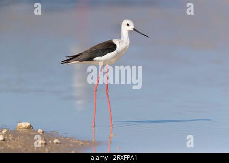 Schwarzflügelstiel (Himantopus himantopus), Kgalagadi Transfrontier Park, Nordkap, Südafrika Stockfoto