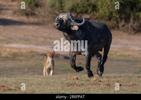 Cape buffalo (Syncerus Caffer) läuft von Lion, Chobe Nationalpark, Botswana Stockfoto