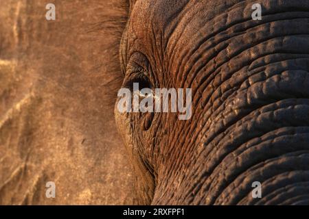 Afrikanischer Elefant (Loxodonta africana) Eye, Zimanga Private Game Reserve, KwaZulu-Natal, Südafrika Stockfoto