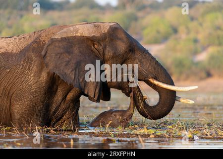 Afrikanischer Elefant (Loxodonta africana) mit Kalbfütterung im Fluss, Chobe Nationalpark, Botswana Stockfoto