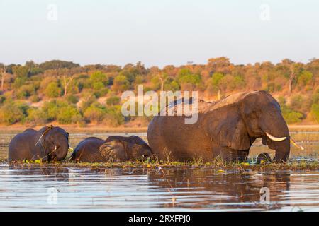 Afrikanische Elefanten (Loxodonta africana) überqueren den Fluss, Chobe Nationalpark, Botswana Stockfoto