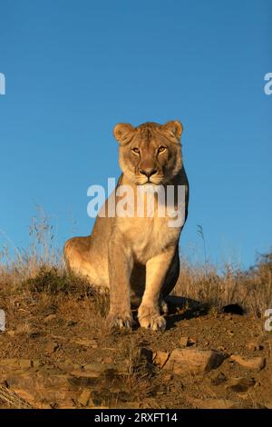 Löwe (Panthera leo), Nationalpark Mountain Zebra, Südafrika Stockfoto