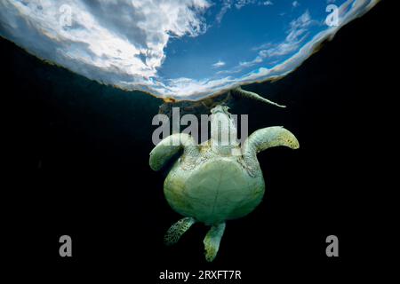 Grüne Schildkröten schwimmen am Ngouja Beach Mayotte Indischen Ozean Stockfoto