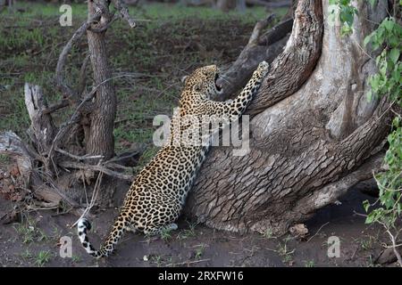 Leoparden (Panthera pardus) schärfen Krallen, Mashatu-Wildreservat, Botswana Stockfoto