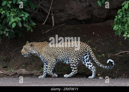 Leopard (Panthera pardus), Mashatu Wildreservat, Botsuana Stockfoto