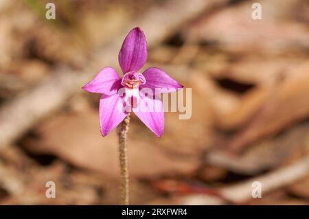 Little Pink Fairy Orchid, Caladenia reptans, eine Wildblumenart, die in der südwestlichen Region von Western Australia endemisch ist Stockfoto