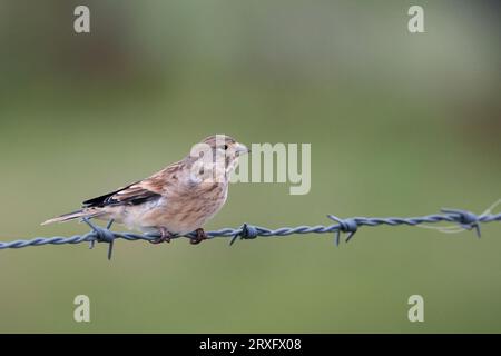 Linnet Carduelis Cannabina streifte graubraune weibliche Vögel, die auf Stacheldraht in starken Winden hoch auf Südniederungen thronen, kopieren Raum mit weichem grünem Hintergrund Stockfoto