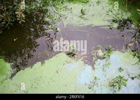 Blaualgen-Ausbruch auf Lough Neagh Nordirland Vereinigtes Königreich Stockfoto